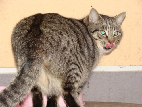 Obrazek