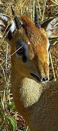 Obrazek