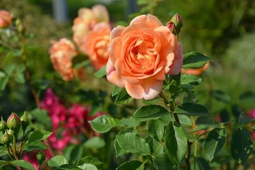 lady of shalott