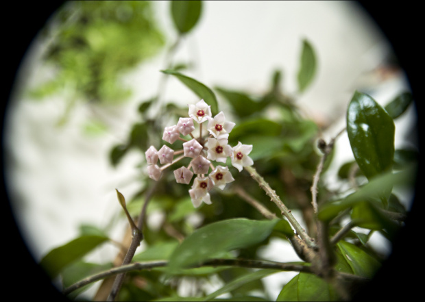 Hoya carnosa