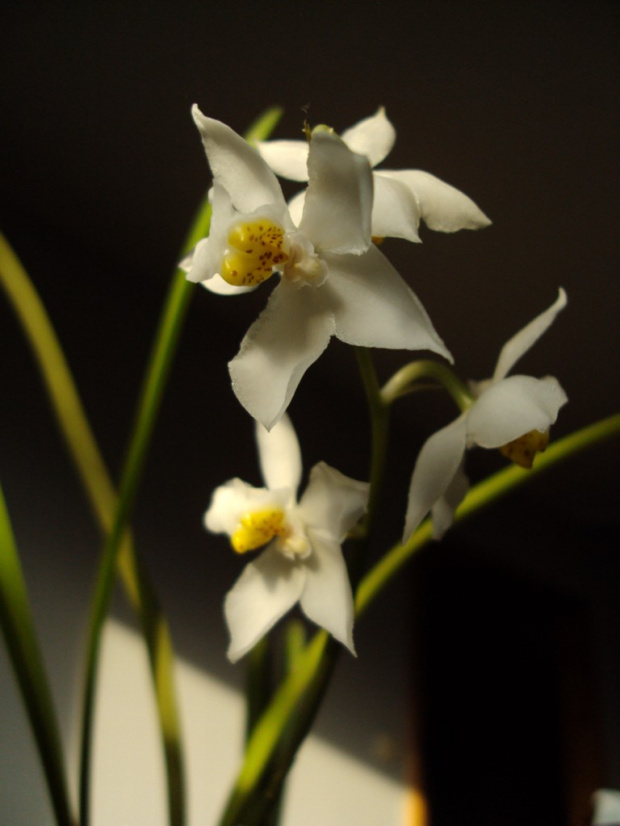 odontoglossum pulchellum