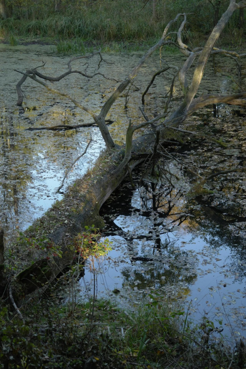 Starorzecze Odry - powalone drzewo