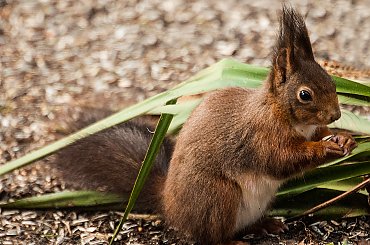 Wewiórki dzis na ziemi:) #Wewiórki #zwierzeta #ogrody #zima #alicjaszrednicka