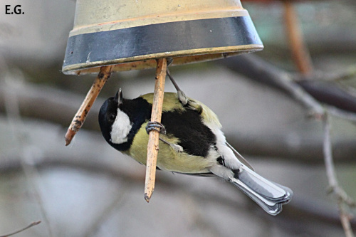 sikora bogatka (Parus major)