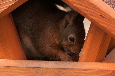 Wiewiórki tez ciagle nie tylko na orzechy przybiegaja :) Stoja dwa karmniki,ale upodobaly sobie tylko ten:)) albo w drugim ,jeszcze zadnej nie spotkalam :))W dodatku ten jest mniejszy od drugiego:)#Wiewiórki #natura #przyroda #ogrody
