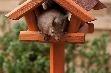 Wiewiórki tez ciagle nie tylko na orzechy przybiegaja :) Stoja dwa karmniki,ale upodobaly sobie tylko ten:)) albo w drugim ,jeszcze zadnej nie spotkalam :))W dodatku ten jest mniejszy od drugiego:)#Wiewiórki #natura #przyroda #ogrody