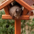 Wiewiórki tez ciagle nie tylko na orzechy przybiegaja :) Stoja dwa karmniki,ale upodobaly sobie tylko ten:)) albo w drugim ,jeszcze zadnej nie spotkalam :))W dodatku ten jest mniejszy od drugiego:)#Wiewiórki #natura #przyroda #ogrody