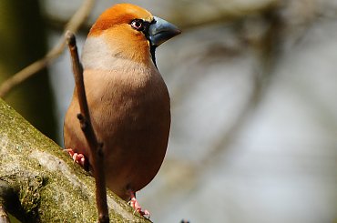 grubodziób,- #ptaki #ogrody #natura #przyroda