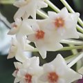 Hoya parastica variegata