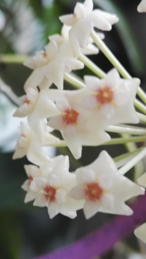 Hoya parastica variegata