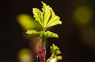 listki czarnej porzeczki ,- wiosna2018-ogrody #krzewy #natura #przyroda