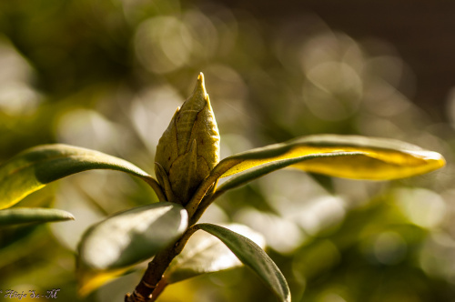 pąki Rhododendrona.- Rhododendrona.- wiosna2018-ogrody #krzewy #natura #przyroda