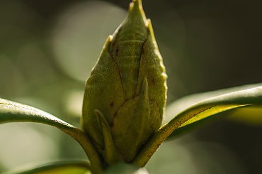 Rhododendron budzi sie .. ,- wiosna2018-ogrody #krzewy #natura #przyroda
