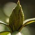 Rhododendron budzi sie .. ,- wiosna2018-ogrody #krzewy #natura #przyroda