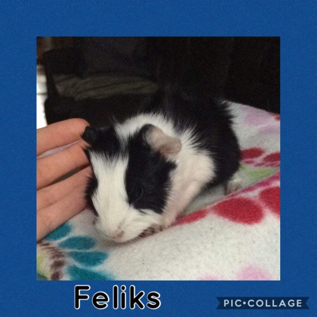 fel