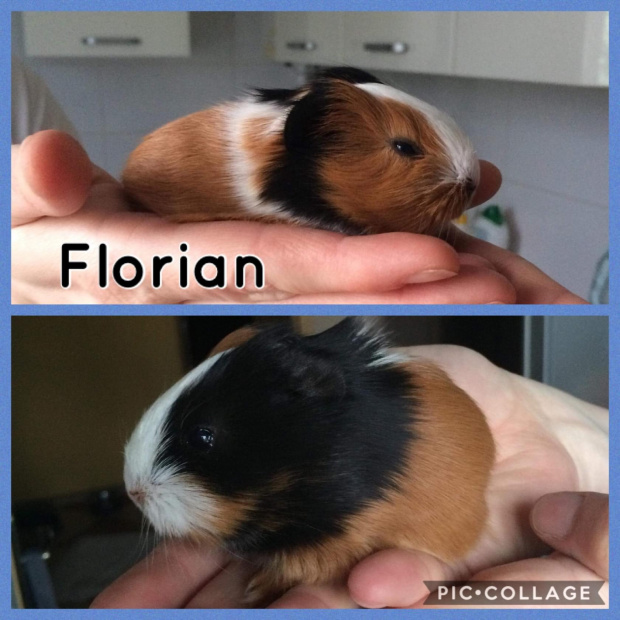 flor
