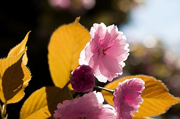 Wisnia japonska ozdobna.- #kwiaty #ogrody #drzewa #natura #przyroda