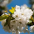 Kwiaty jablonil,- #kwiaty #drzewa #grusze #jablonie #magnolie