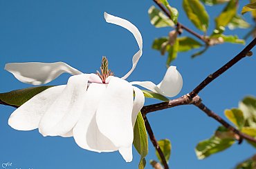 Kobushi-Magnolie- (Magnolia kobus)- #kwiaty #drzewa #grusze #jablonie #magnolie