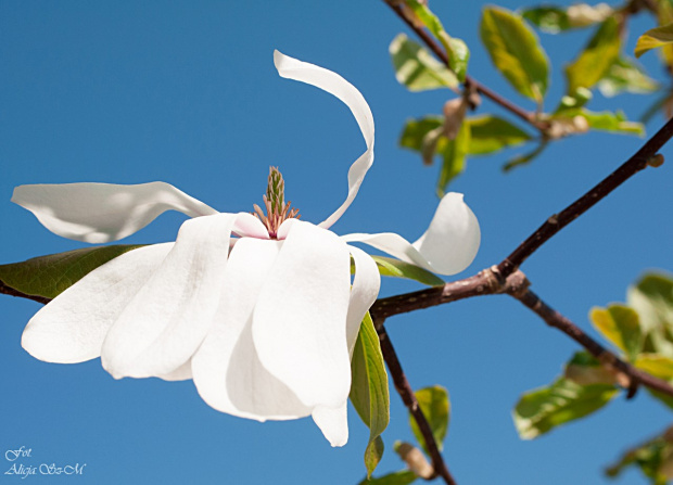 Kobushi-Magnolie- (Magnolia kobus)- #kwiaty #drzewa #grusze #jablonie #magnolie