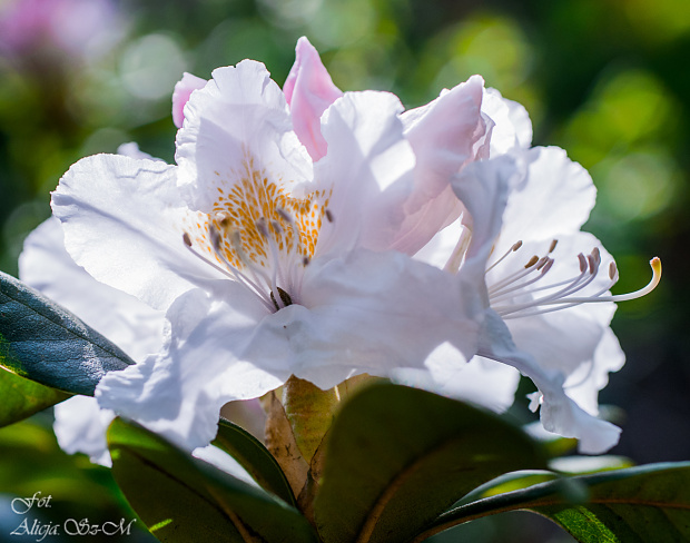 Różanecznik,Rhododendron blado-rózowy :) #kwiaty #ogrody #przyroda #natura