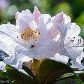 Różanecznik,Rhododendron blado-rózowy :) #kwiaty #ogrody #przyroda #natura