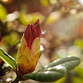 Różanecznik,Rhododendron,- #kwiaty #wiosna #macro #alicjaszrednicka #rhododendron