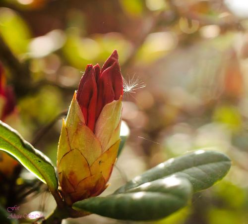 Różanecznik,Rhododendron,- #kwiaty #wiosna #macro #alicjaszrednicka #rhododendron