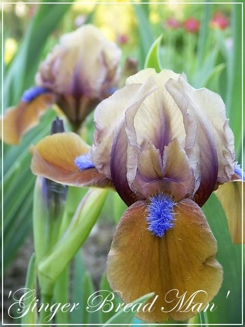 iris 'ginger b m'