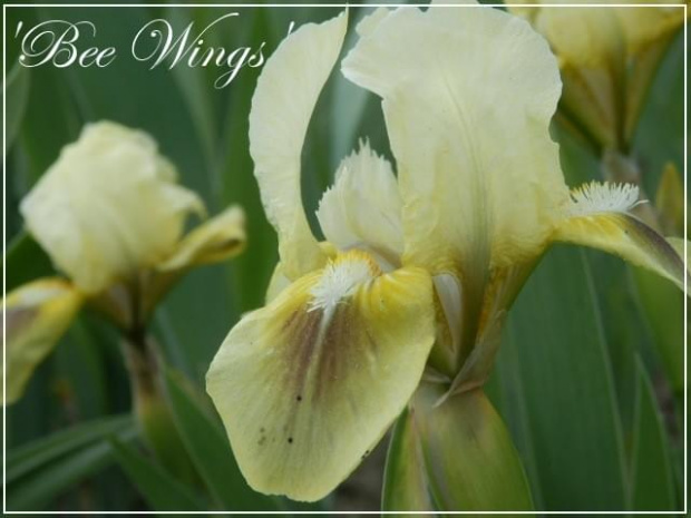 iris 'bee wings'