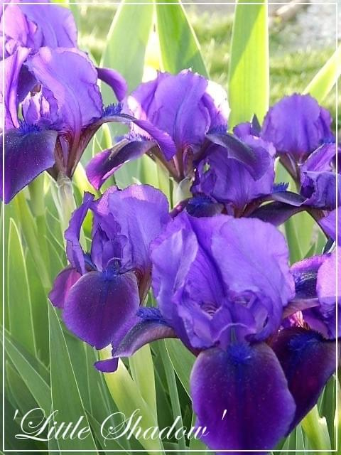 iris 'little shadow'