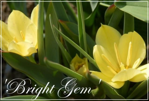 tulipa 'bright gem'