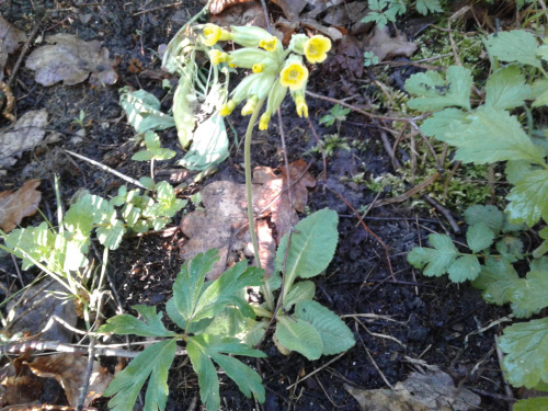 pierwiosnek lekarski Primula officinalis