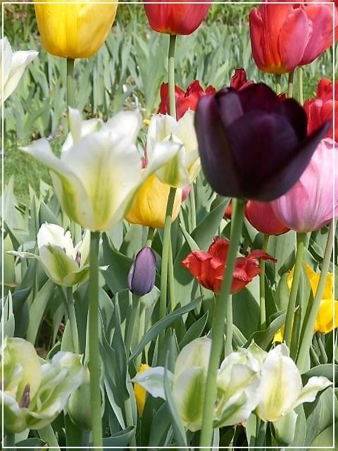 tulipany mix