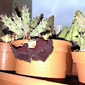 Huernia Pendurata