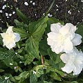 Trillium grandiflorum ‚Snowbunting’