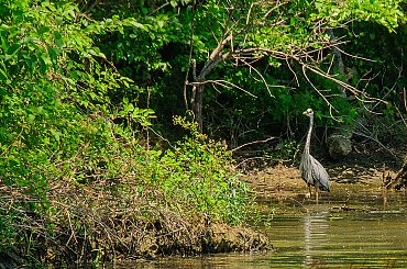 Czapla modra( Ardea Herodias)#ptaki #jeziora #czaple