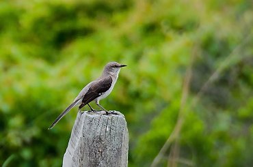 Przedrzezniacz pólnocny; #ptaki #polnocna #ameryka SC NC #alicjaszrednicka