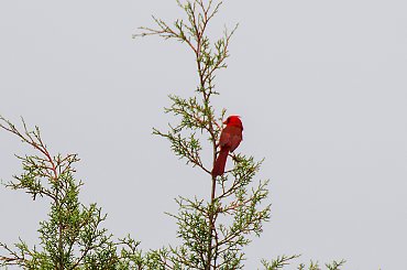 Kardynal szkarlatny;- #ptaki #polnocna #ameryka SC NC #alicjaszrednicka