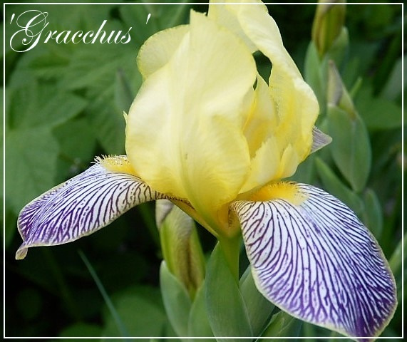 iris 'gracchus'