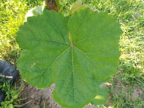 Einseet Seedless
