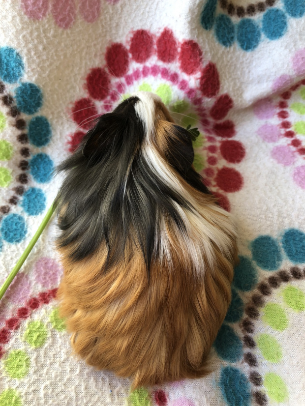 jj