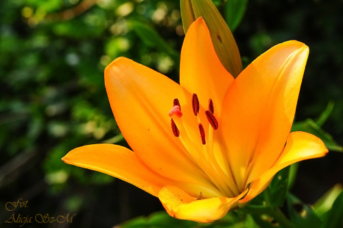 Lilie w moim ogrodzie-. #kwiaty #lile #ogroy #przyroda #flora #alicjaszrednicka #macro