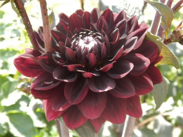 dahlia 'after dusk'
