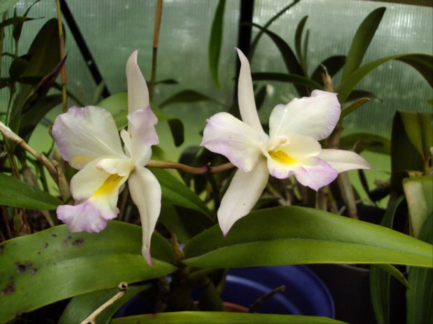 Cattleya