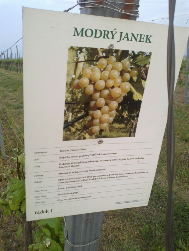 modry janek