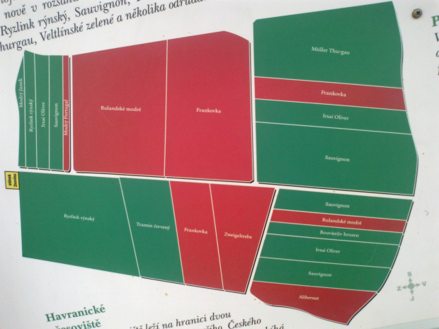 plan odmian na winnicy
