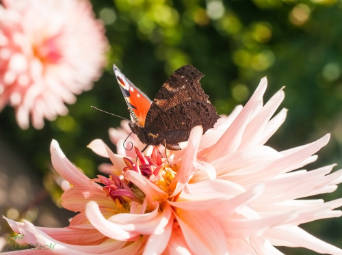 Motyle,motyle ,,,motyle,, #motyle #przyroda #natura #ogrody #kwiaty #insekty alicjaszrednicka-mondritzki