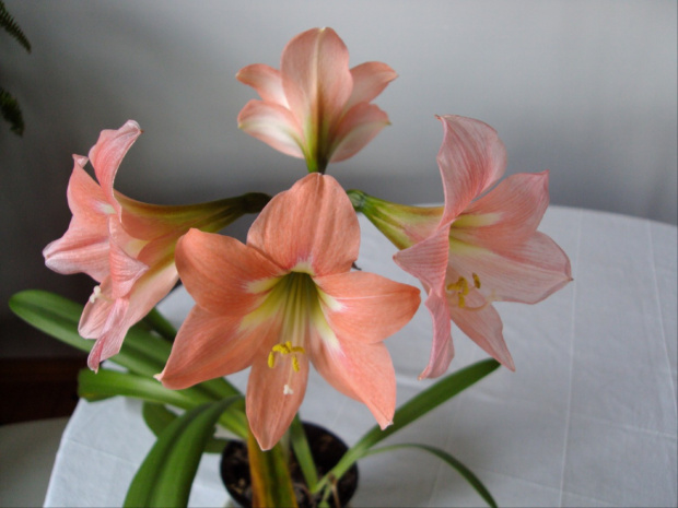 hippeastrum