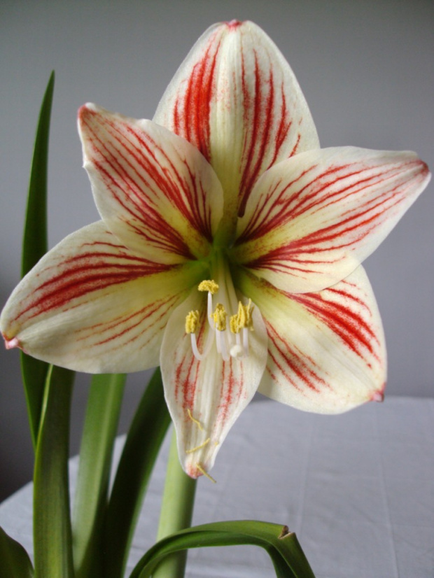 hippeastrum